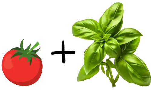 Tomaten und Basilikum - die gehören irgendwie zusammen, oder? Während Tomaten es sogar bevorzugen, jedes Jahr am gleichen Platz zu stehen, schädigt das jährliche dazu Bepflanzen mit Basilikum dem Boden. Außerdem bekommt Basilikum mit der Tomate als Nachbarn nicht viel Sonne ab.
