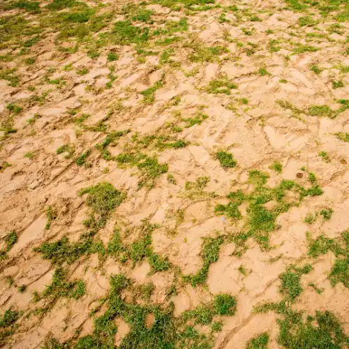 Sandboden: Leicht und gut durchlässig, aber arm an Nährstoffen und Feuchtigkeit. Tipp: Füge Kompost und Tonminerale hinzu, um die Wasser- und Nährstoffspeicherung zu verbessern.