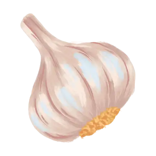 Knoblauch: Auspflanzung von März bis April, Knoblauch kann auch im Beet überwintert werden, so dass er im Herbst ausgepflanzt und im Sommer des Folgejahres geerntet werden kann. Knoblauch ist eine mittelzehrende Pflanze und leicht anzubauen.