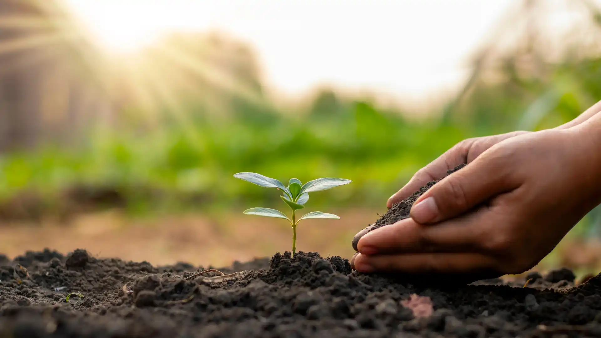 Die Förderung eines gesunden Pflanzenwachstums sowie die Sicherung einer reichen Ernte sind maßgeblich von der Aktivität des Bodenlebens abhängig. Der Begriff "Living Soil" steht für die zentrale Bedeutung des Bodenlebens für die Erhaltung und Förderung einer vielfältigen und ertragreichen Pflanzenwelt.